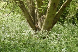 Cow parsley is very common here in May        